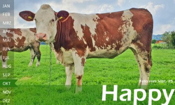 tr�chtige Fleckvieh Kalbin zu verkaufen, beweidet und ruhig